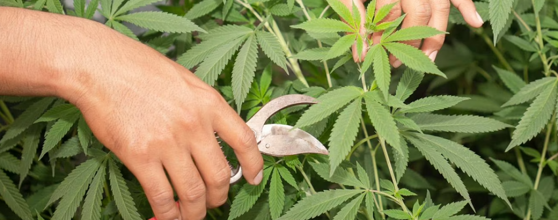 Autocultivo de cannabis medicinal: qué está permitido y qué no