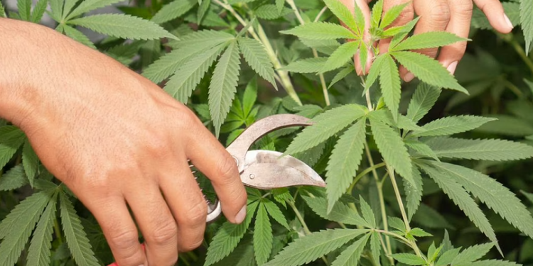 Autocultivo de cannabis medicinal: qué está permitido y qué no