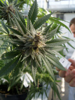 Se promulgó la ley de cannabis medicinal