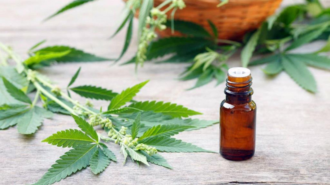Reglamentaron la ley para uso del cannabis medicinal