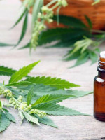 Reglamentaron la ley para uso del cannabis medicinal