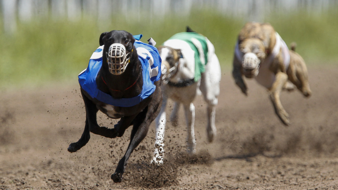 El Congreso prohibió las carreras de galgos