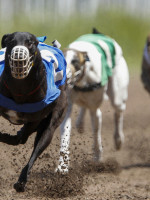 El Congreso prohibió las carreras de galgos