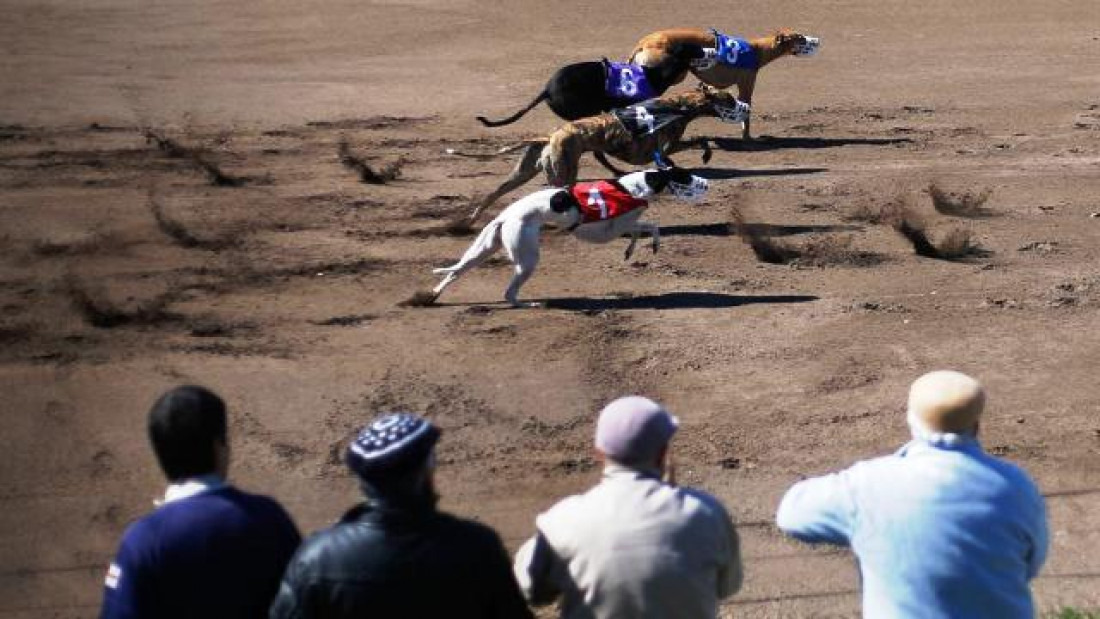 Prohibición carrera de galgos: "No es un trabajo digno"