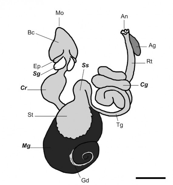 imagen Tipos de ilustración científica