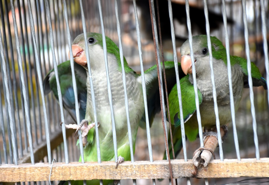 Fauna silvestre: más de 200 catas fueron incautadas en un operativo en Lavalle