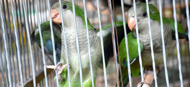 Fauna silvestre: más de 200 catas fueron incautadas en un operativo en Lavalle