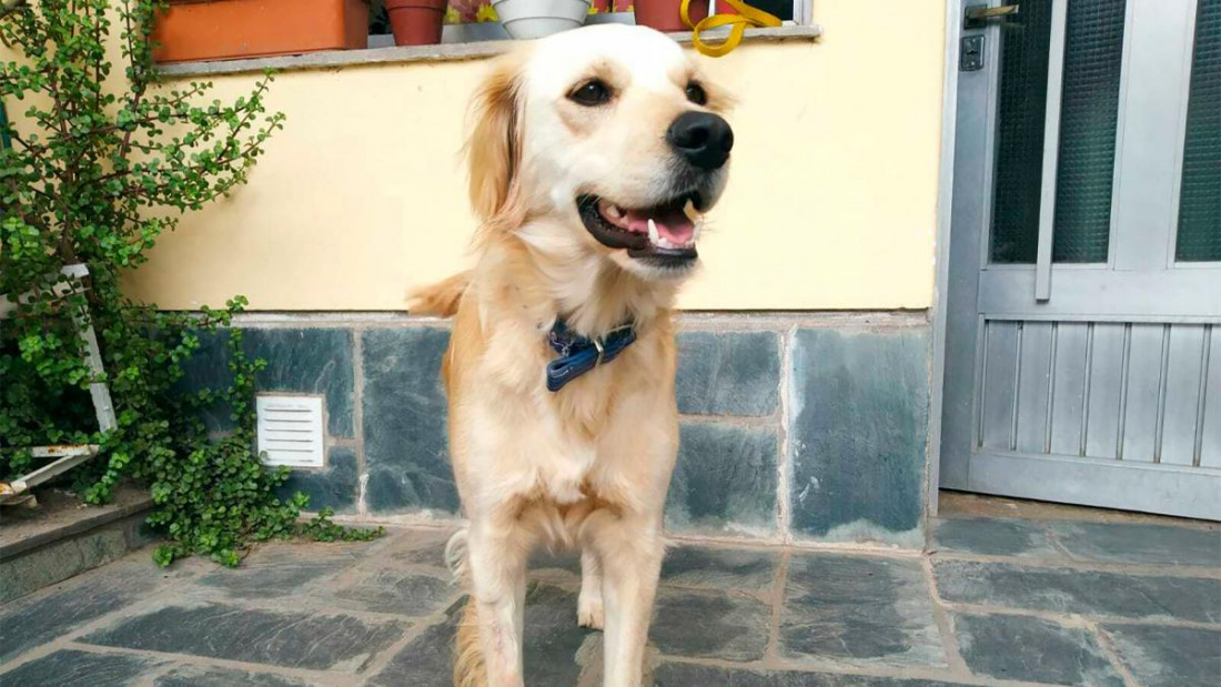 Identifican moléculas capaces de predecir los efectos de un tratamiento en perros con tumores