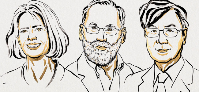 Nobel de Medicina: desde Conicet, explican el descubrimiento que mantiene bajo control el sistema inmune