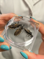 La ciencia mendocina avanza para frenar el Chagas: diagnóstico temprano y nuevos tratamientos