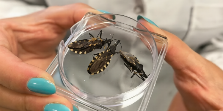 La ciencia mendocina avanza para frenar el Chagas: diagnóstico temprano y nuevos tratamientos