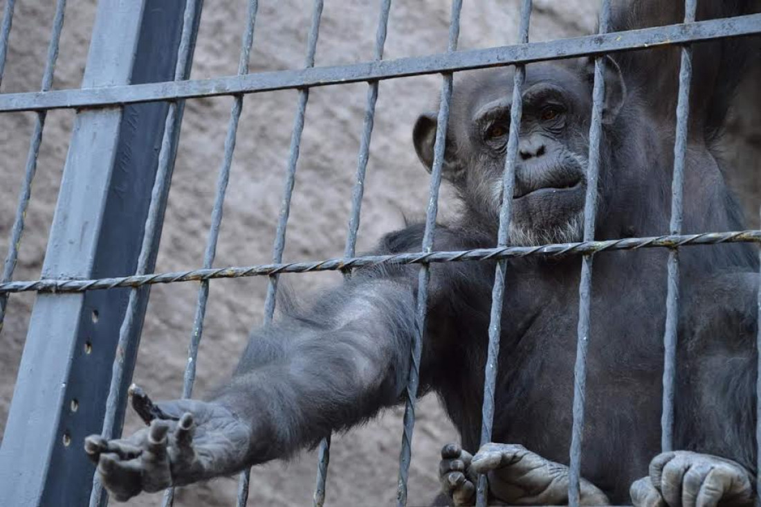La chimpancé Cecilia será trasladada a un santuario de Brasil
