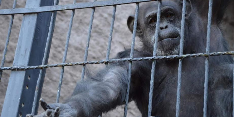 La chimpancé Cecilia será trasladada a un santuario de Brasil
