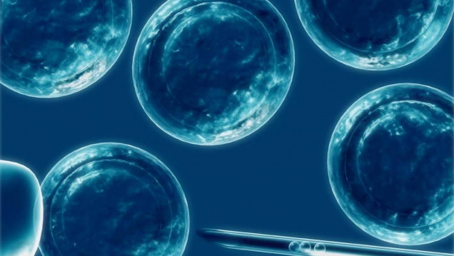 imagen Células madre: serás lo que debas ser