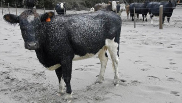 imagen Por las cenizas, las ventas se desplomaron 90% en la Patagonia