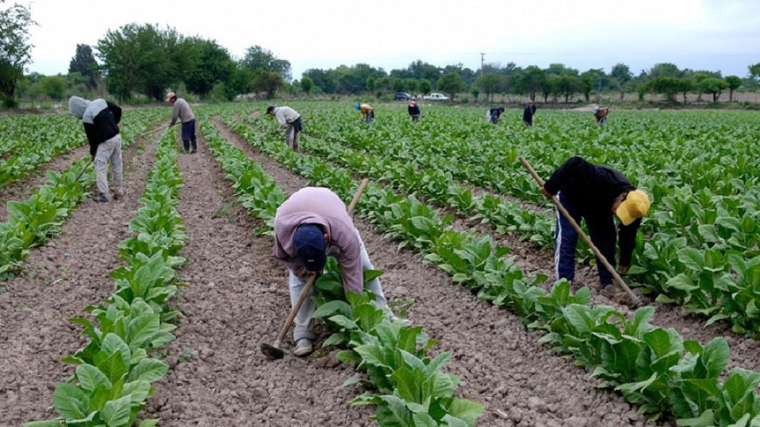 Impulso para la agricultura familiar, el sector que produce casi todo lo que consumimos