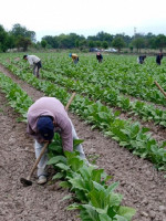 Impulso para la agricultura familiar, el sector que produce casi todo lo que consumimos