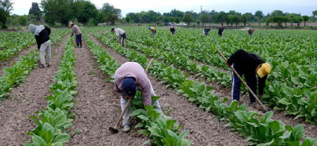 Trabajo infantil: analizarán la realidad de familias que van a la finca con niños y niñas