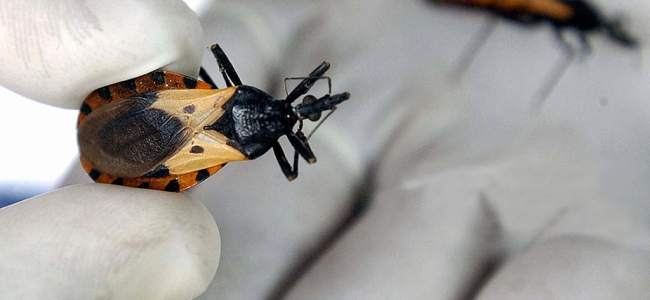 Chagas, ¿una enfermedad desatendida?