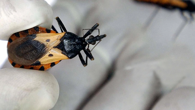 imagen Chagas, ¿una enfermedad desatendida?
