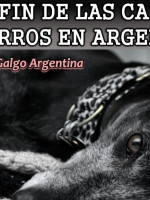 Avanza el proyecto que prohibe las carreras de perros 