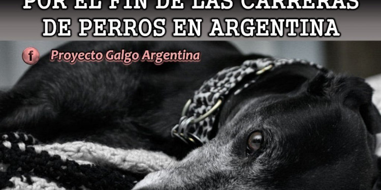 Avanza el proyecto que prohibe las carreras de perros 