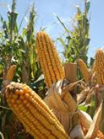 Preocupa la mayor concentración agrícola por la quita de retenciones