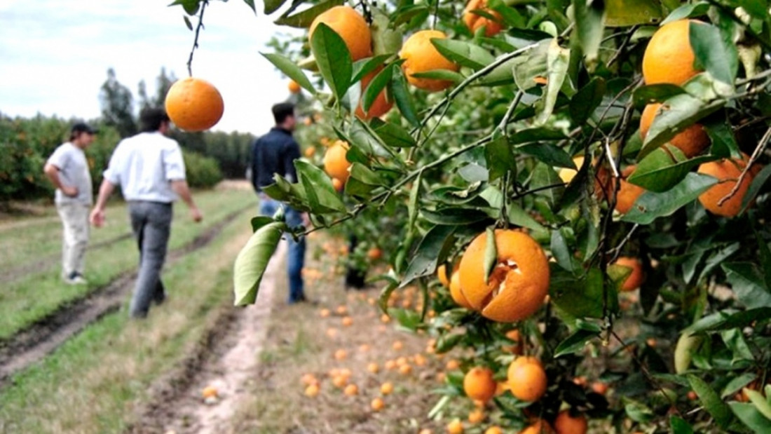 La biotecnología ayuda a mejorar los productos cítricos, según investigaciones del Conicet y la UBA