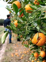 La biotecnología ayuda a mejorar los productos cítricos, según investigaciones del Conicet y la UBA