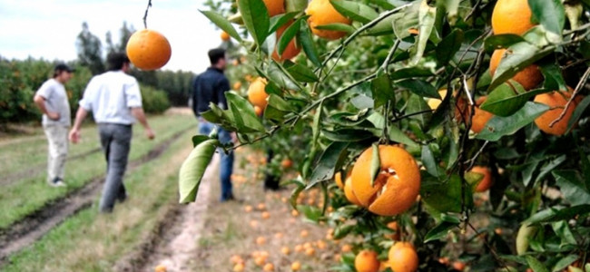 La biotecnología ayuda a mejorar los productos cítricos, según investigaciones del Conicet y la UBA