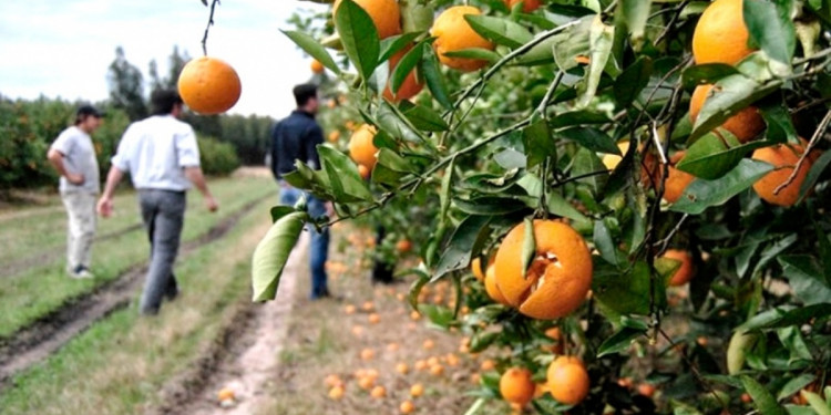 La biotecnología ayuda a mejorar los productos cítricos, según investigaciones del Conicet y la UBA