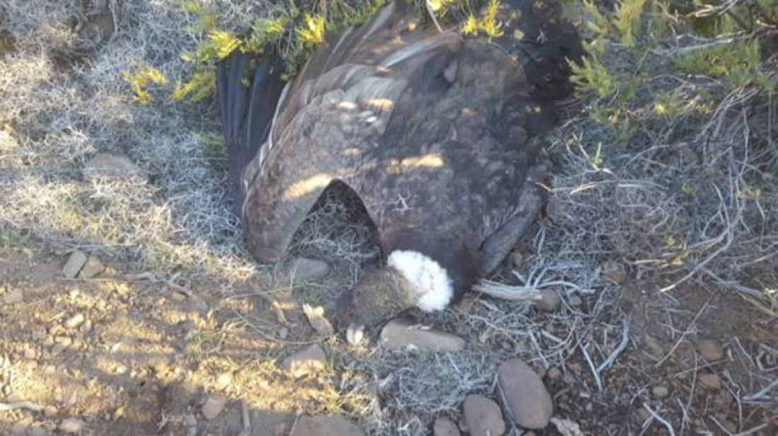 Hallaron 23 cóndores muertos por agrotóxicos en la Patagonia