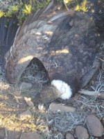 Hallaron 23 cóndores muertos por agrotóxicos en la Patagonia