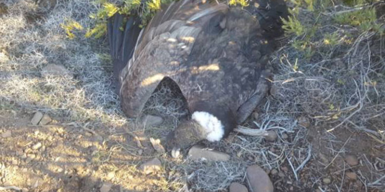 Hallaron 23 cóndores muertos por agrotóxicos en la Patagonia