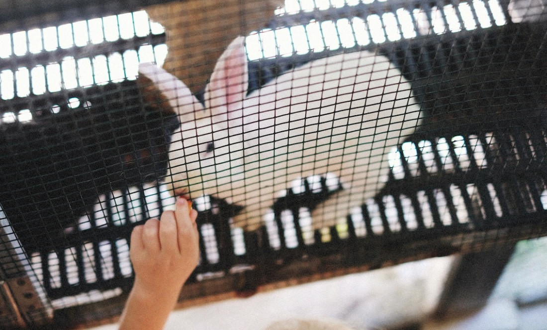 Equipo científico de Argentina desarrolla tecnología para reemplazar el uso de animales en laboratorio