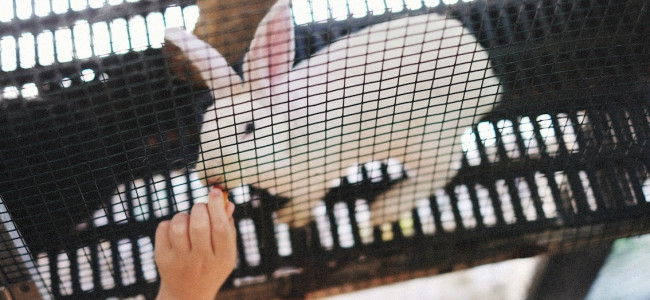 Equipo científico de Argentina desarrolla tecnología para reemplazar el uso de animales en laboratorio