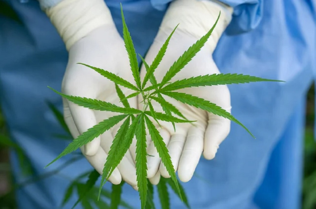 Cannabis Conicet, la empresa pública que venderá semillas para la industria  medicinal - Unidiversidad - sitio de noticias UNCUYO