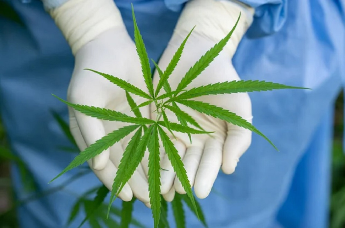 Cannabis Conicet, la empresa pública que venderá semillas para la industria medicinal