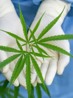 Cannabis Conicet, la empresa pública que venderá semillas para la industria medicinal