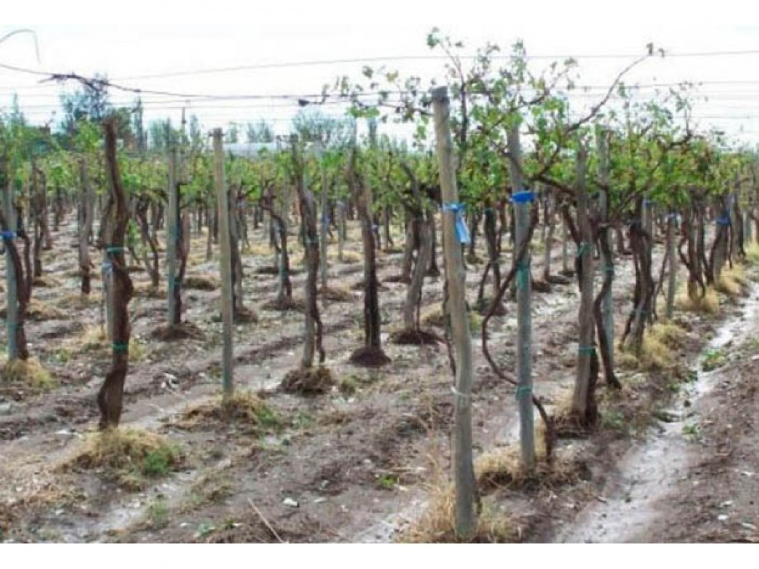 La situación del sector agropecuario luego de las fuertes lluvias 