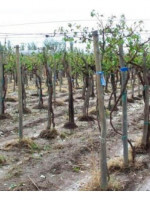 La situación del sector agropecuario luego de las fuertes lluvias 