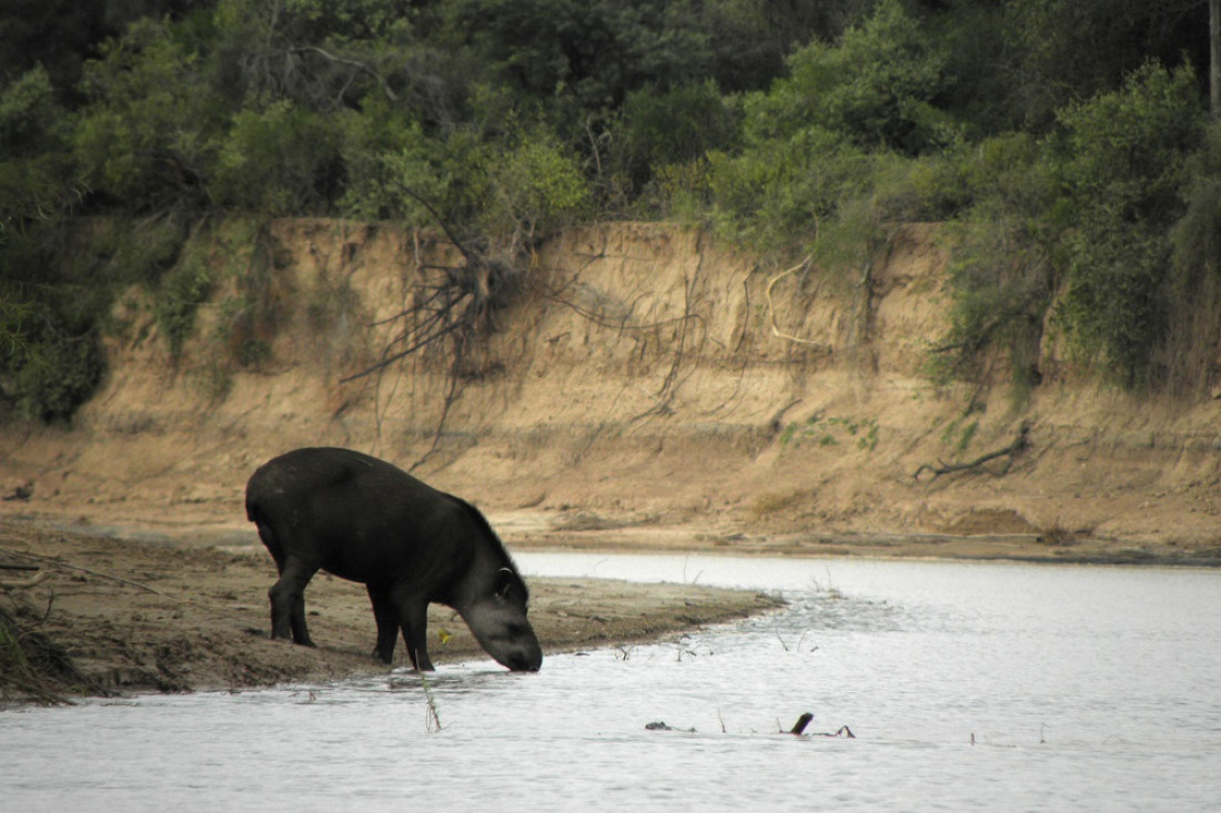 COP15: cómo llegar a proteger a más de un millón de especies en peligro de extinción