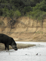 COP15: cómo llegar a proteger a más de un millón de especies en peligro de extinción