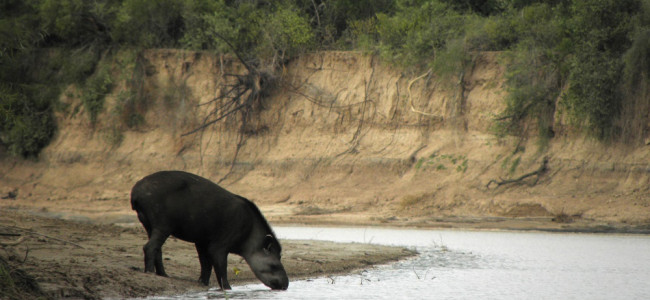 COP15: cómo llegar a proteger a más de un millón de especies en peligro de extinción