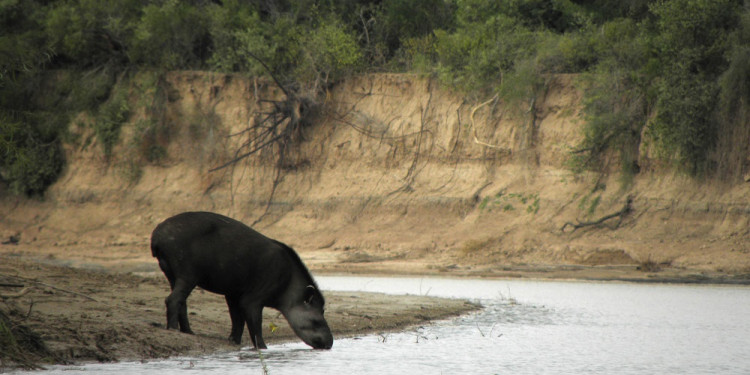 COP15: cómo llegar a proteger a más de un millón de especies en peligro de extinción