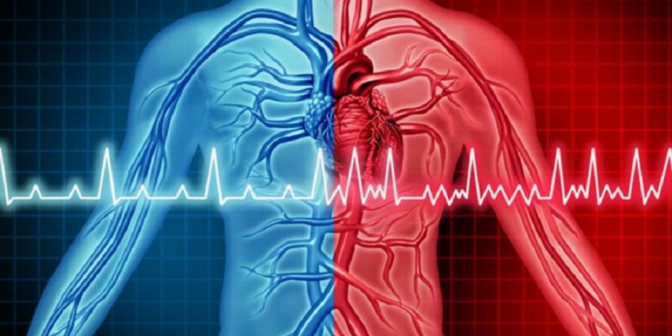 Diseñan herramienta para predecir qué pacientes cardíacos responderán mejor a un  tratamiento