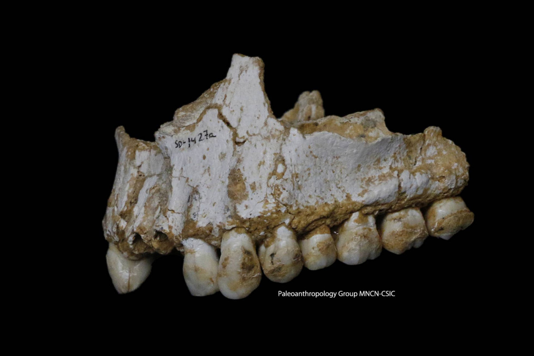 Los neandertales tenían sus propias "aspirinas"