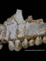 Los neandertales tenían sus propias "aspirinas"