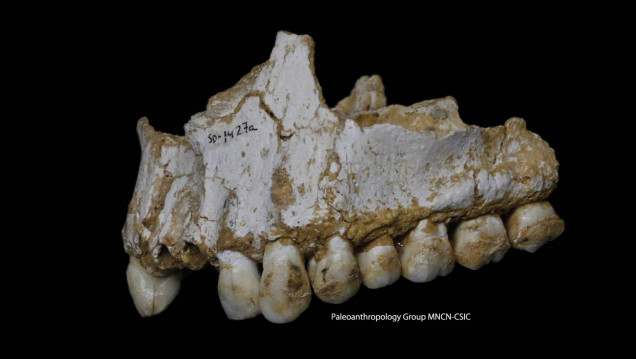 imagen Los neandertales tenían sus propias "aspirinas"
