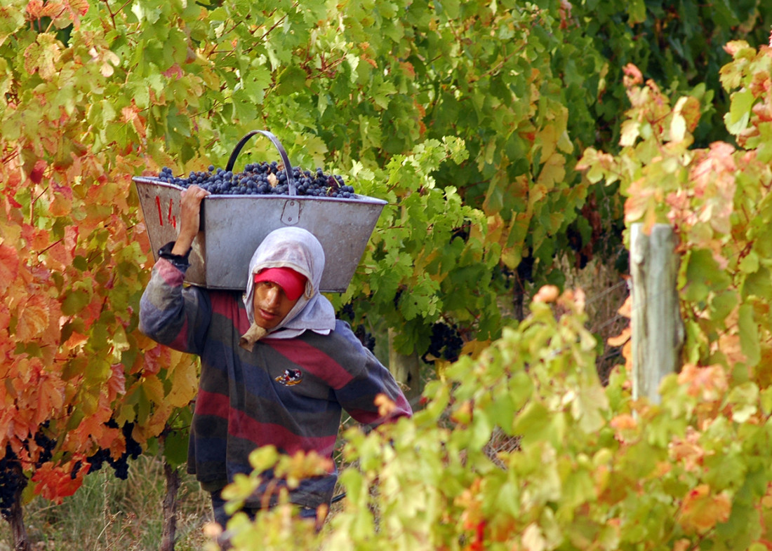 Viñateros advierten que el impuesto al vino "minará" la industria local